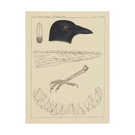 Trademark Fine Art Wild Apple Portfolio 'Bird Prints I' Canvas Art, 35x47 WAP11403-C3547GG